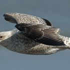 Möwe im Flug auf Norderney