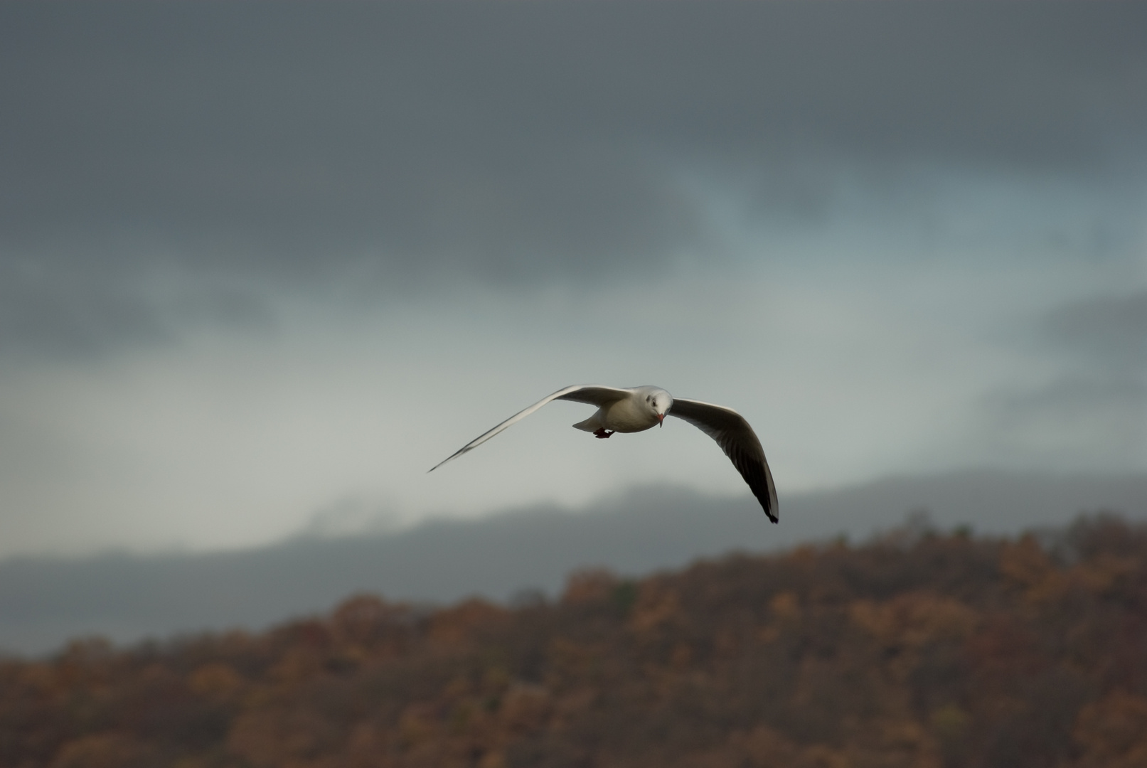 Möwe im Flug