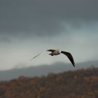 Möwe im Flug