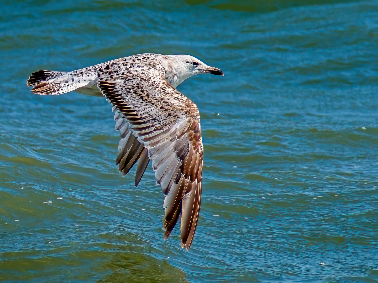 Möwe im Flug