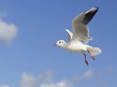 Möwe im Flug