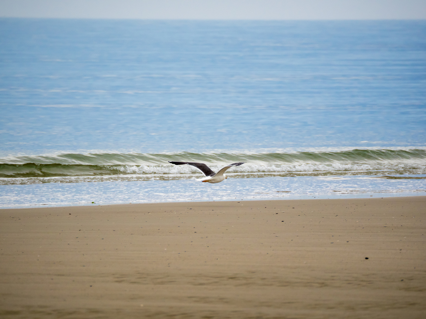 Möwe im Flug