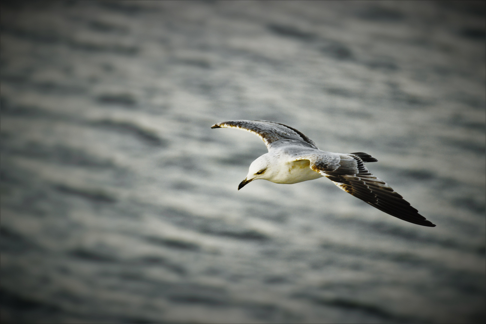 Möwe im Flug