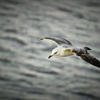 Möwe im Flug