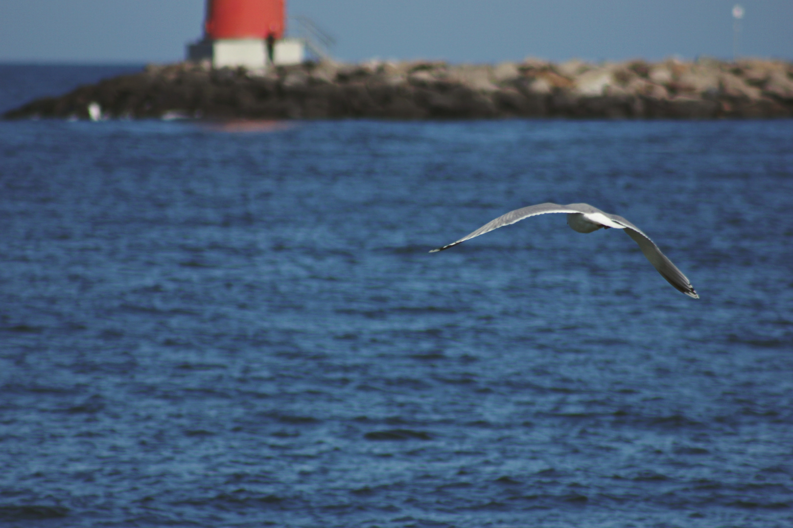 Möwe im Flug