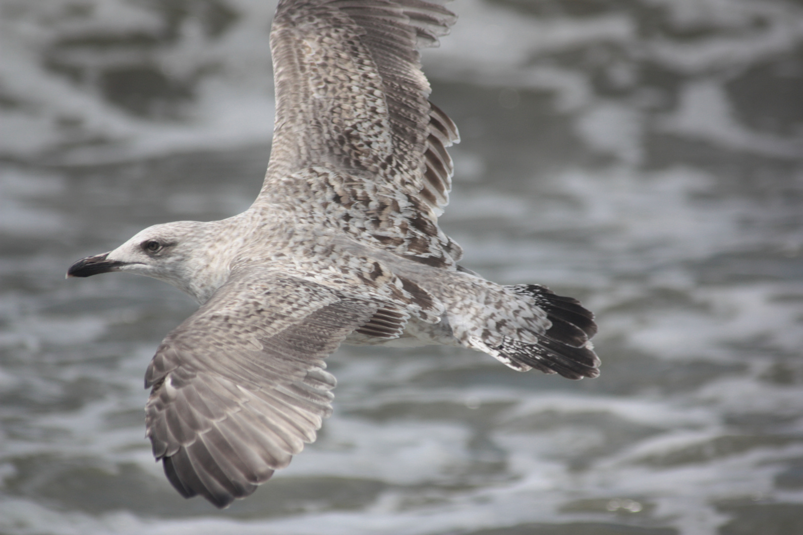 Möwe im Flug