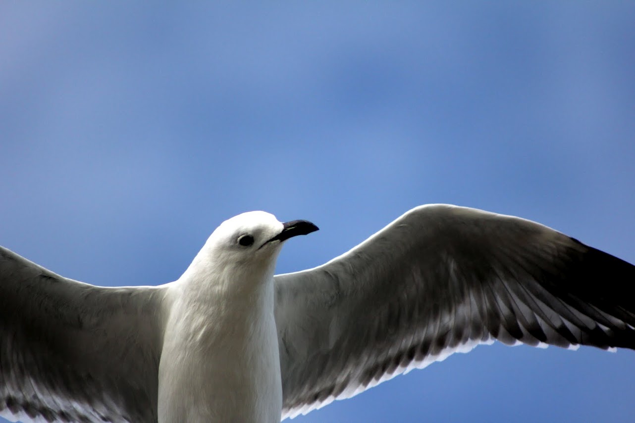 Möwe im Flug