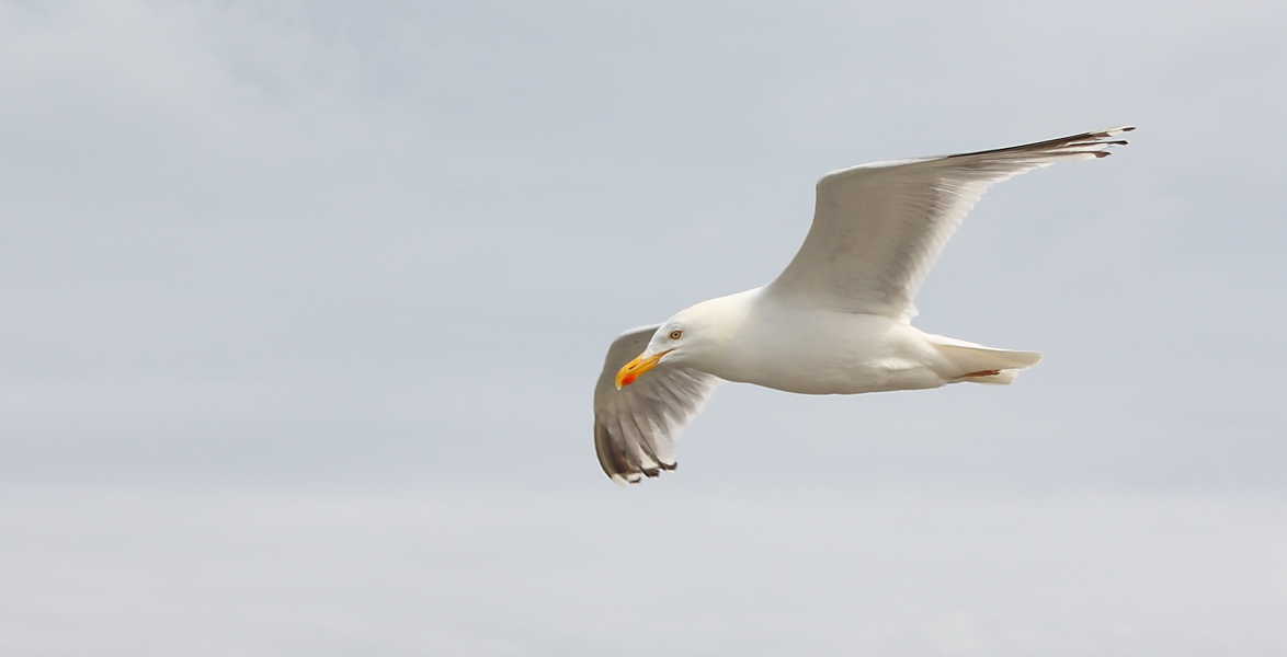 Möwe im Flug