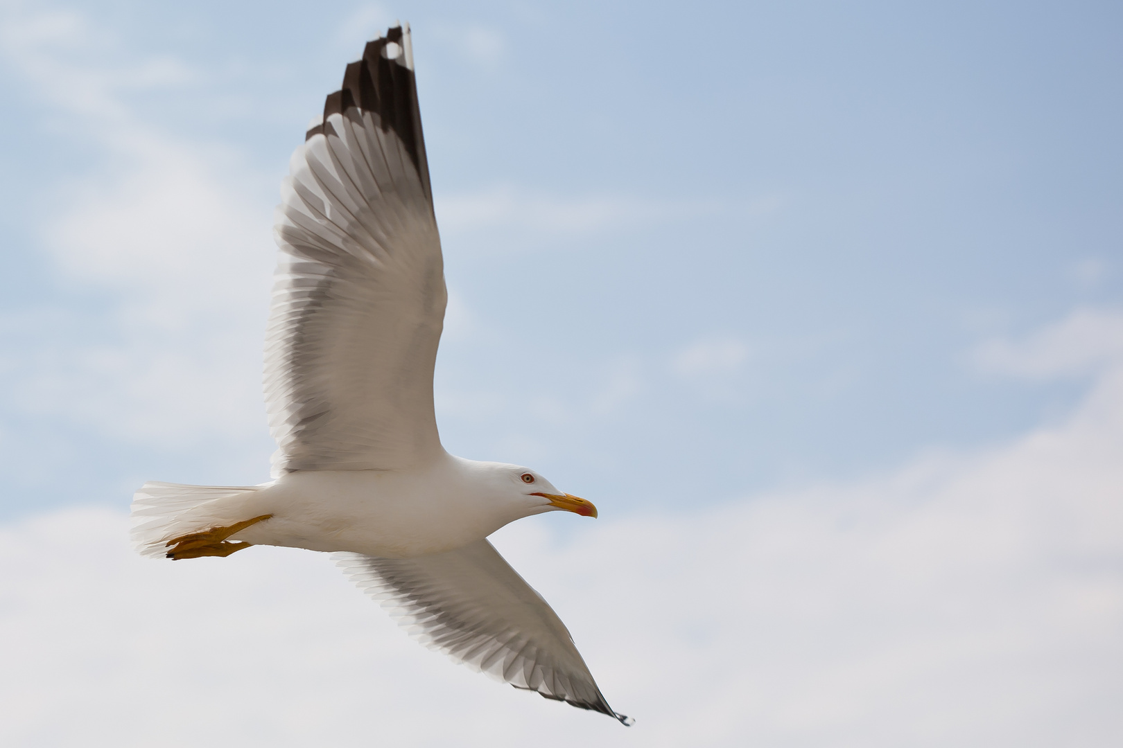 Möwe im Flug