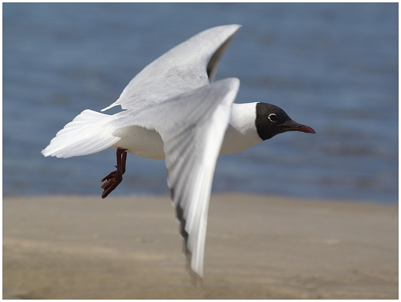 Möwe im Flug