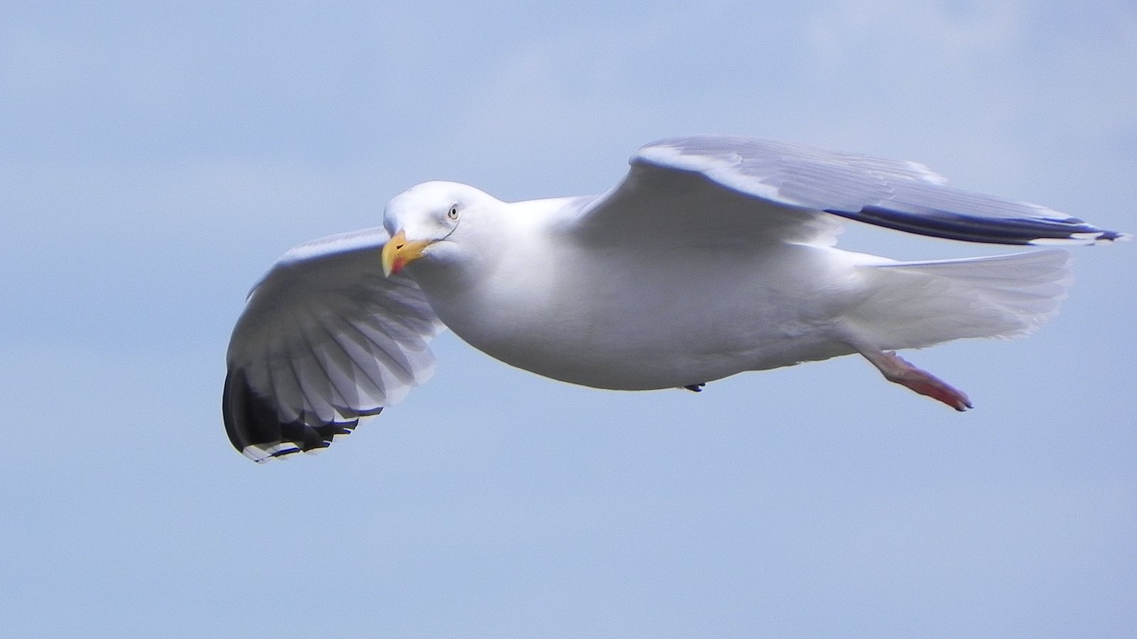 Möwe im Flug