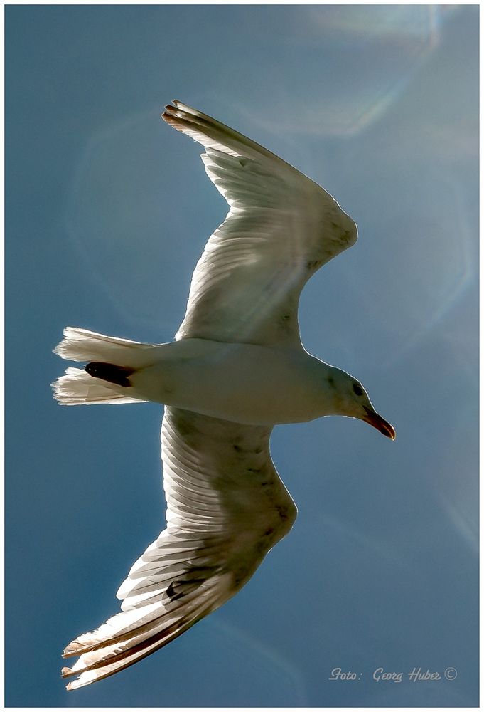 Möwe im Flug