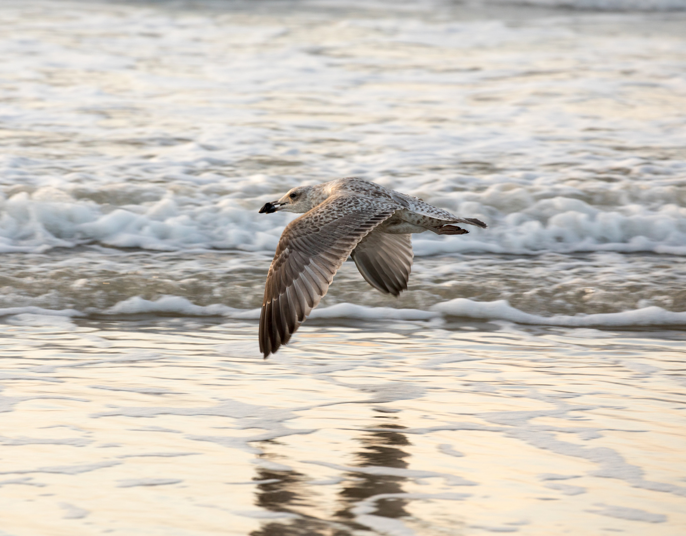 Möwe im Flug - Cadzand Bad