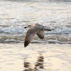 Möwe im Flug - Cadzand Bad