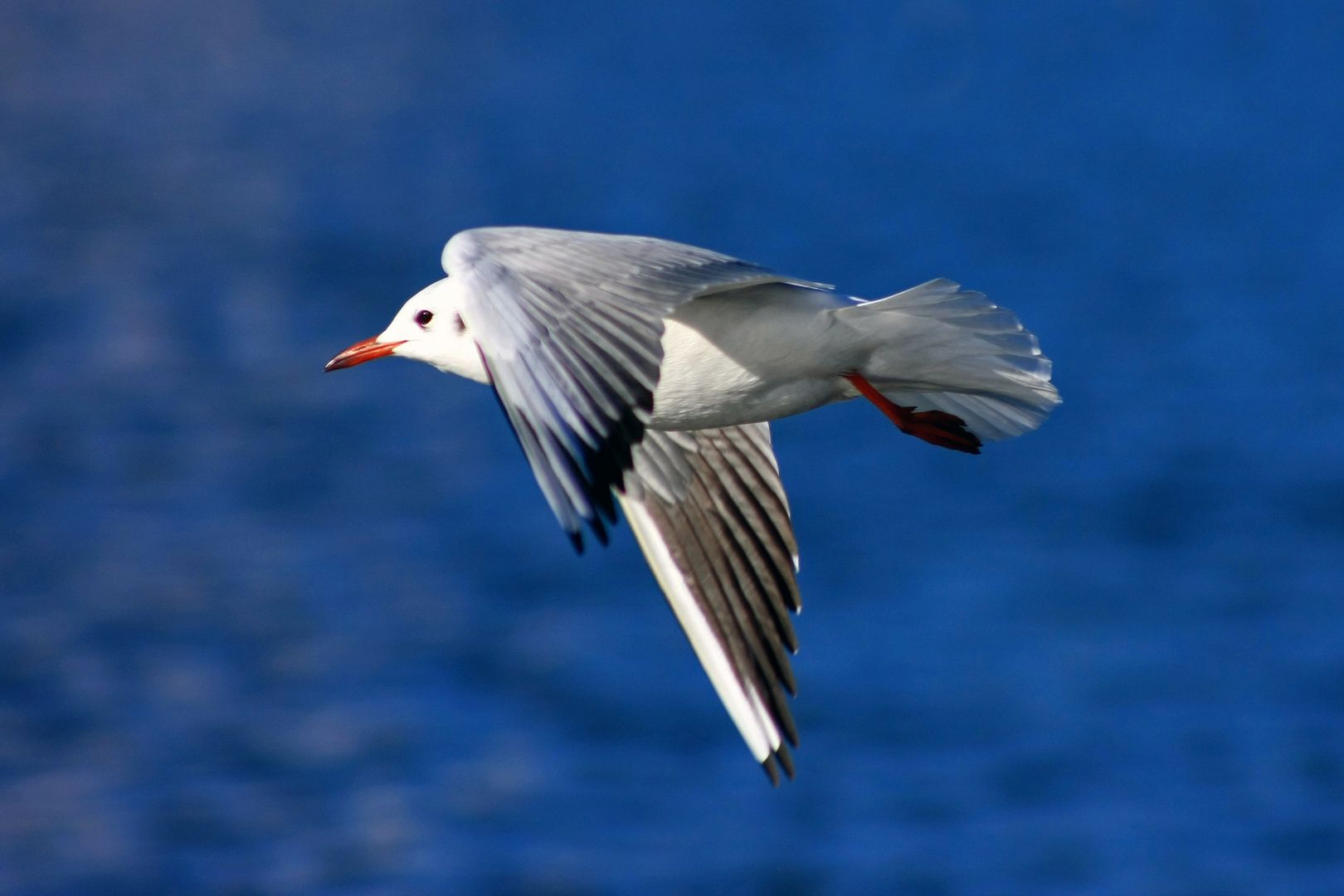 Möwe im Flug