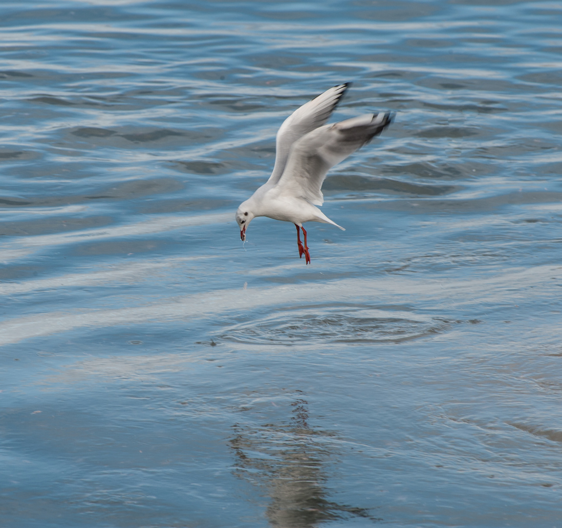 Möwe im Flug