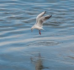 Möwe im Flug