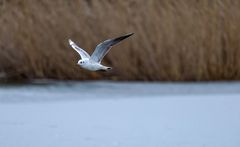 Möwe im Flug