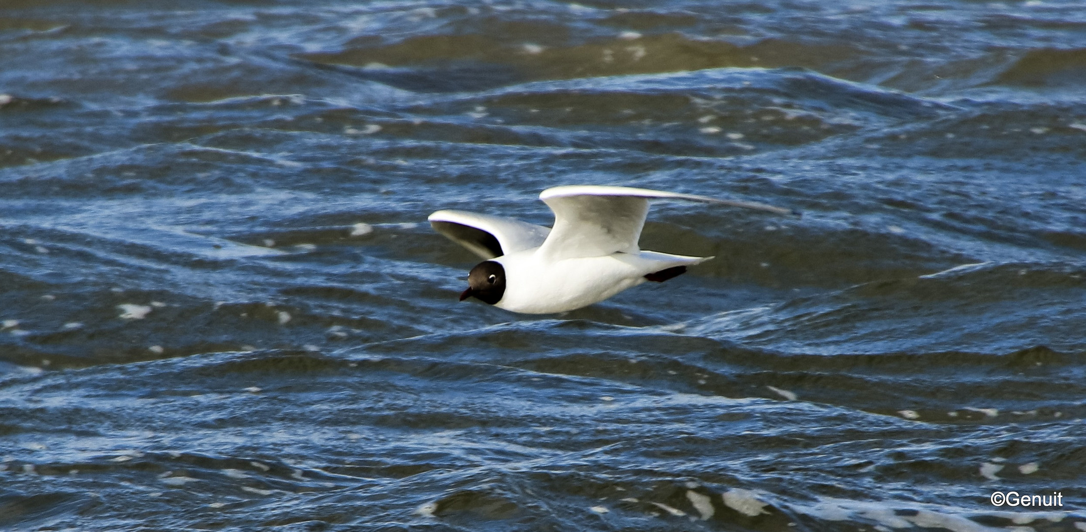 Möwe im Flug