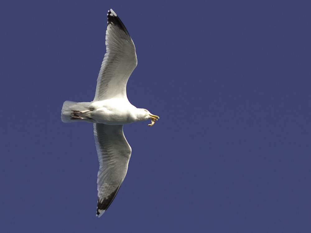 Möwe im Flug