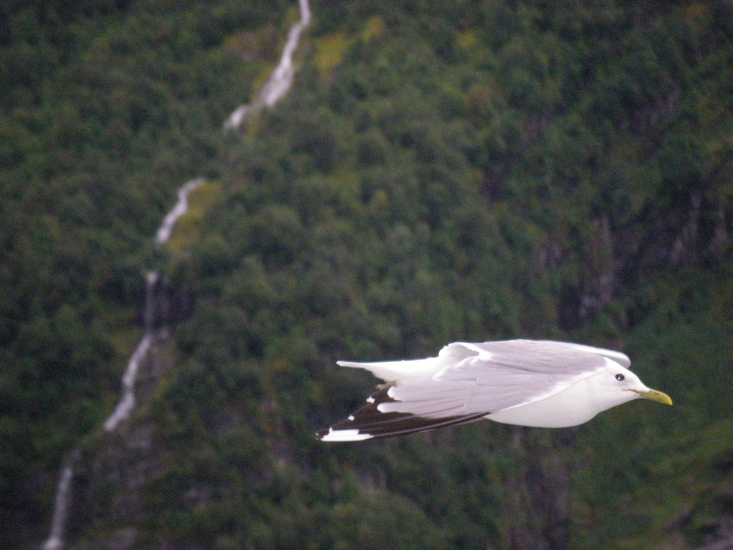 Möwe im Flug