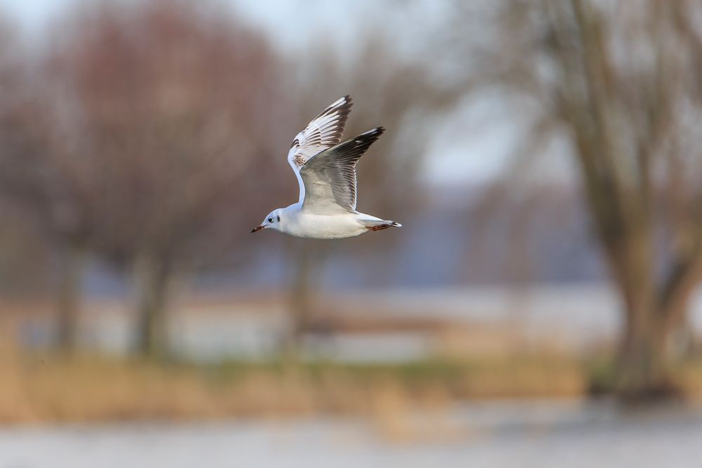 Möwe im Flug