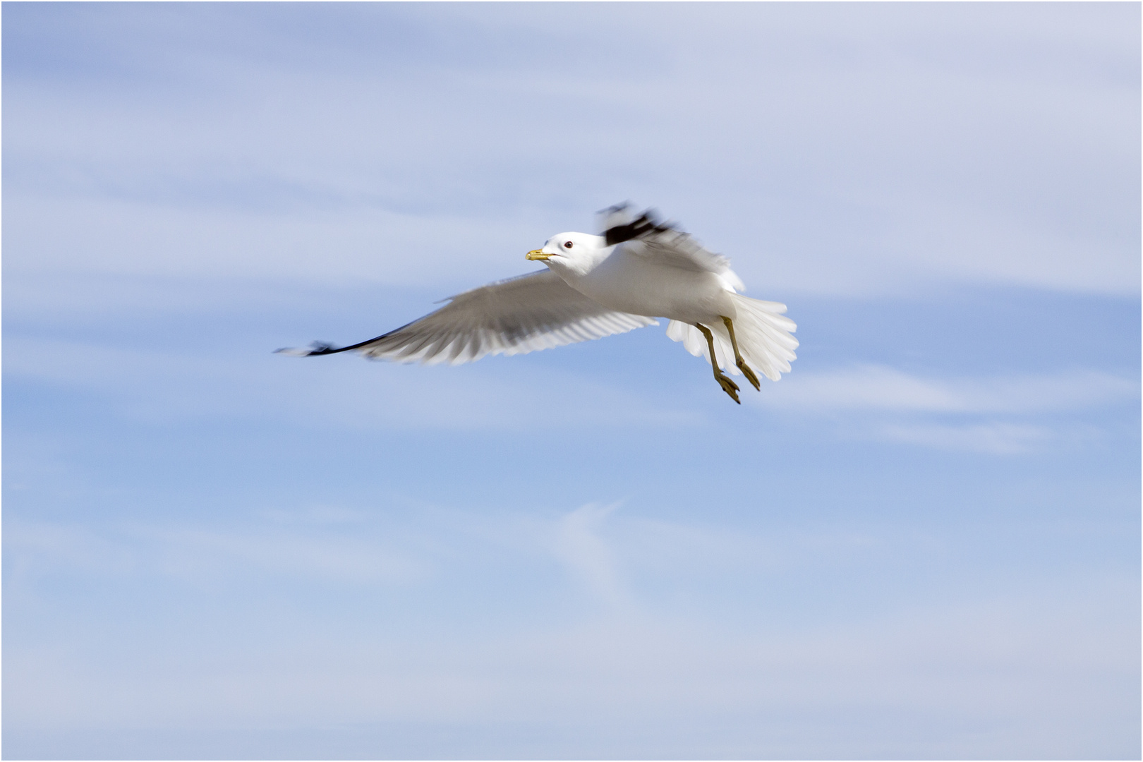 Möwe im Flug