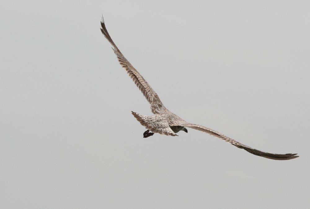 Möwe im Flug