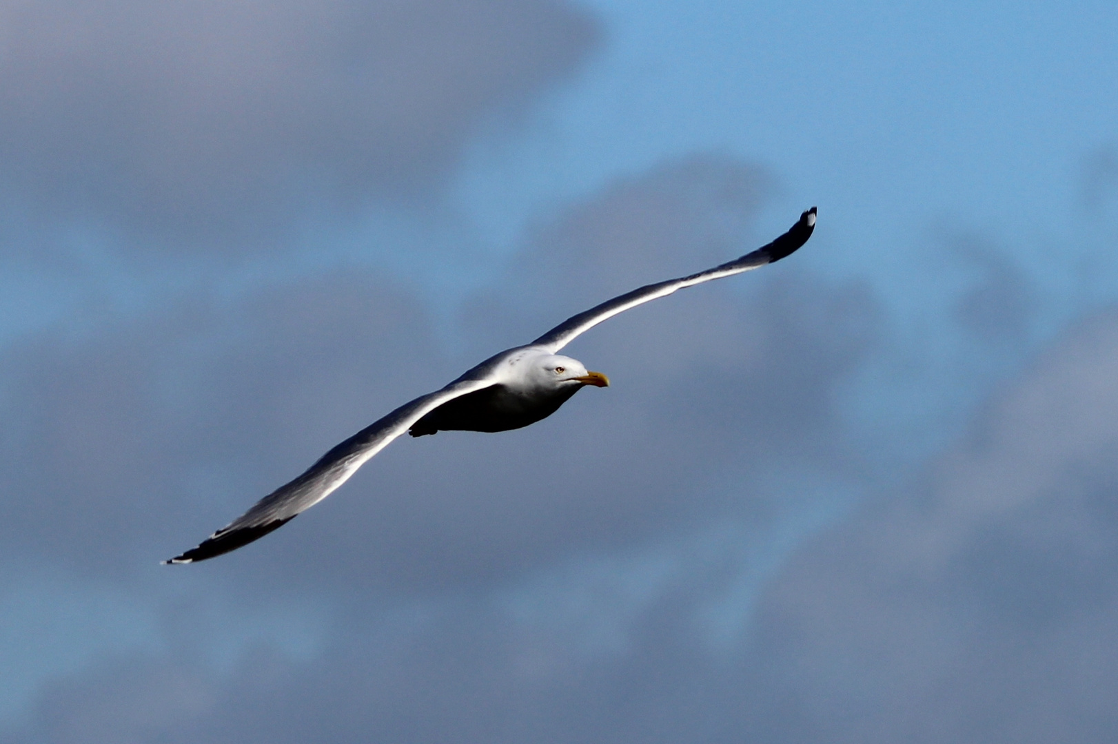 Möwe im Flug