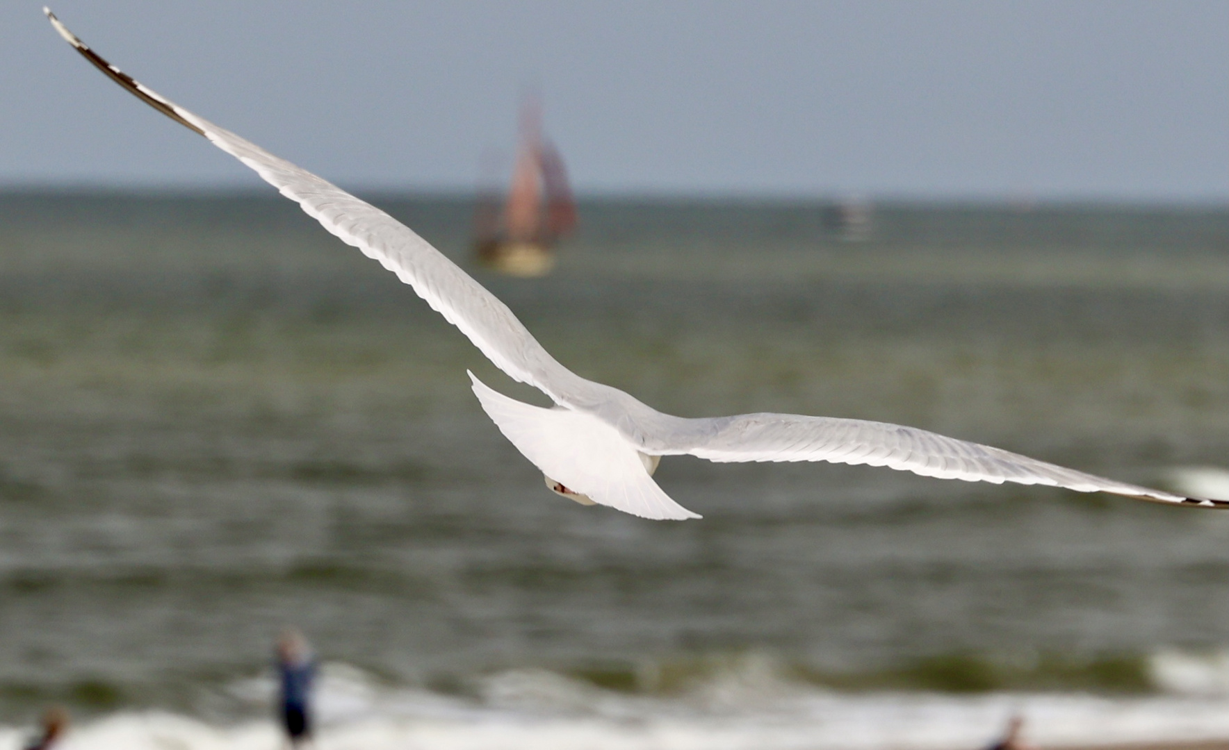 Möwe im Flug