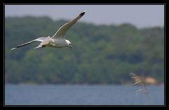 Möwe im Flug...