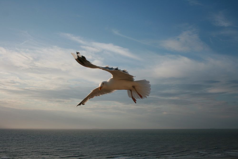 Möwe im Flug