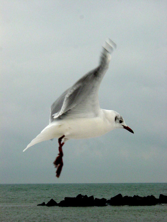 Möwe im Flug