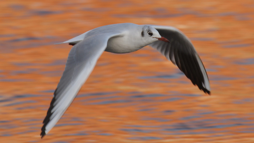 Möwe im Flug die IV.