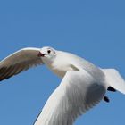 Möwe im Flug die zweite