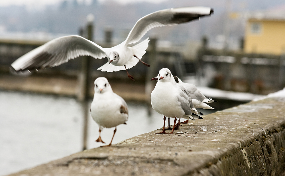 Möwe im Flug