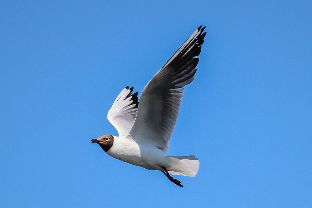 Möwe im Flug