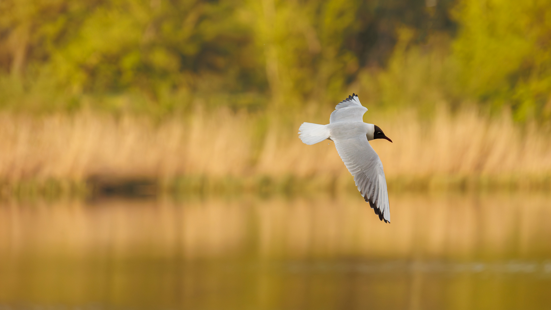 Möwe im Flug