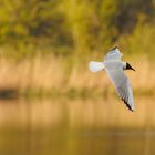 Möwe im Flug