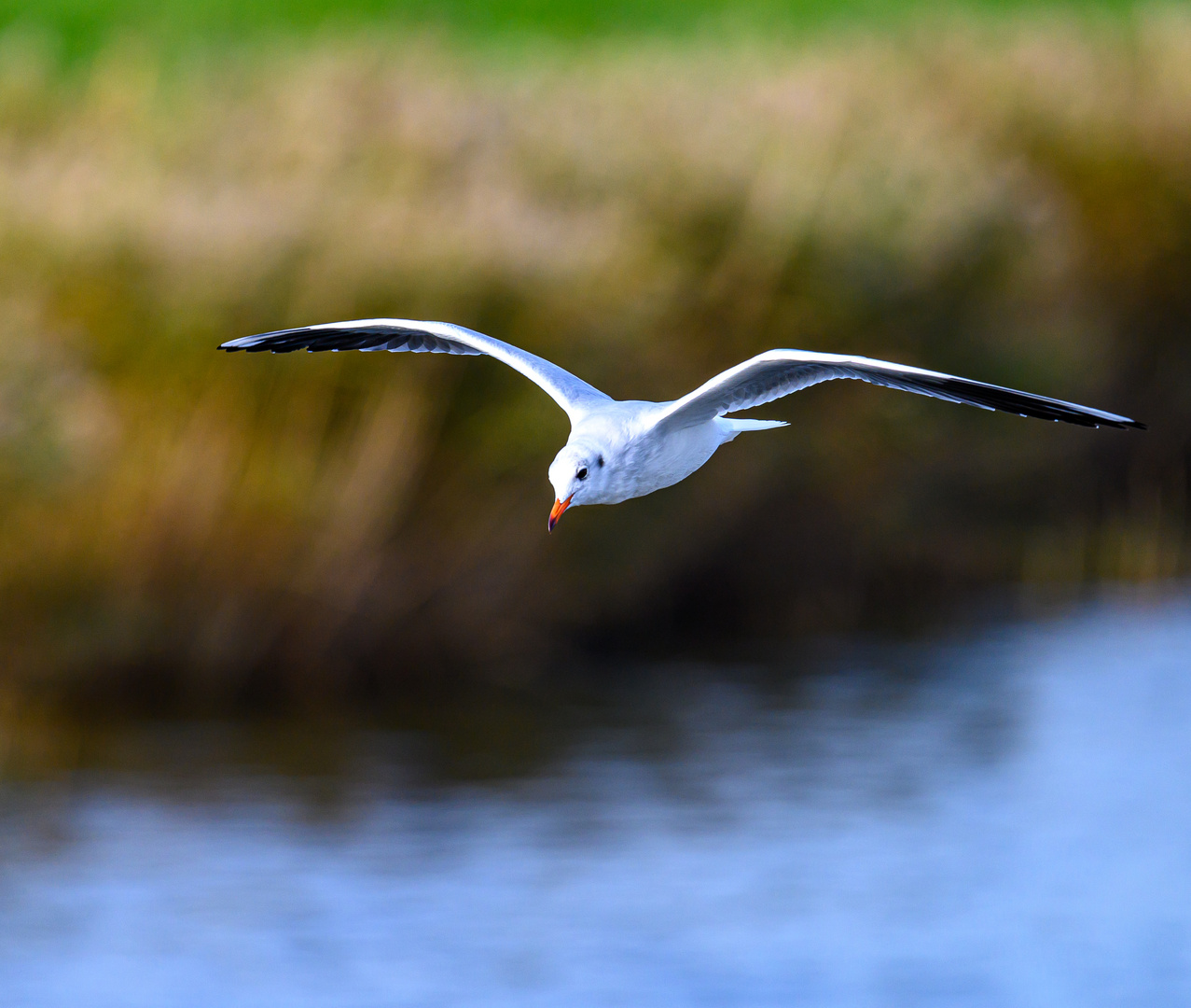 Möwe im Flug