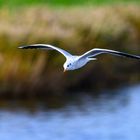 Möwe im Flug