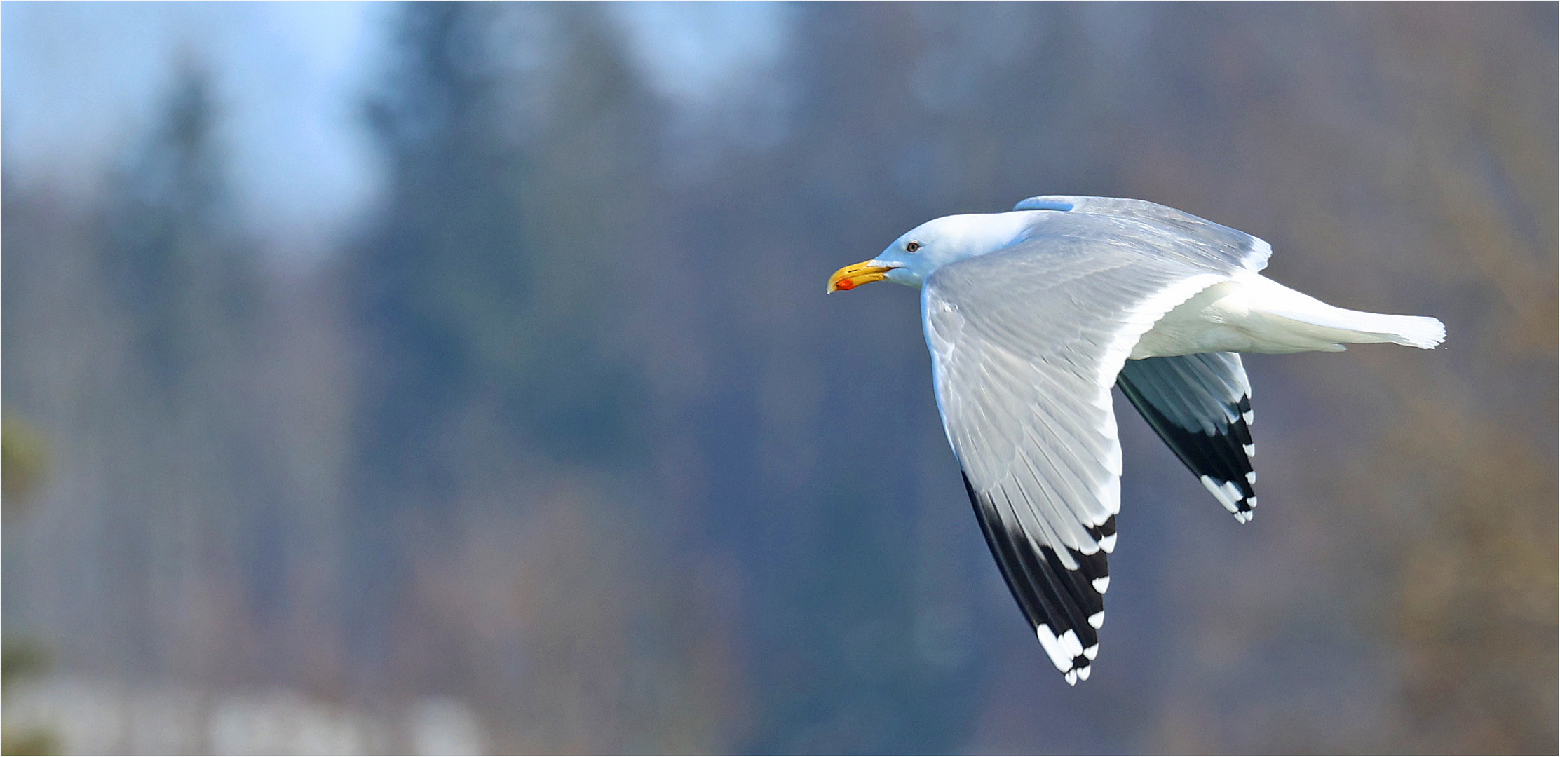 Möwe im Flug