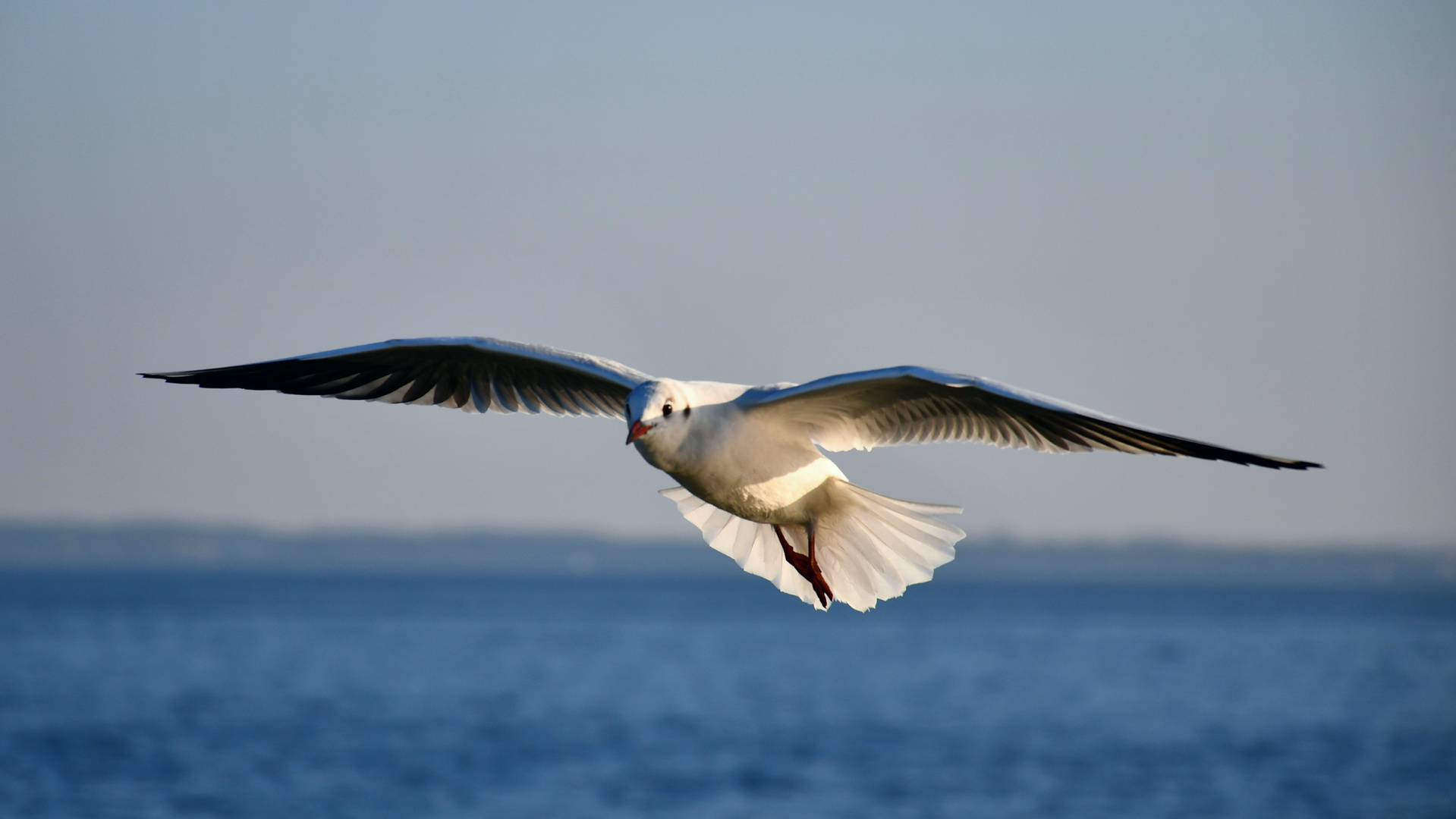 Möwe im Flug.