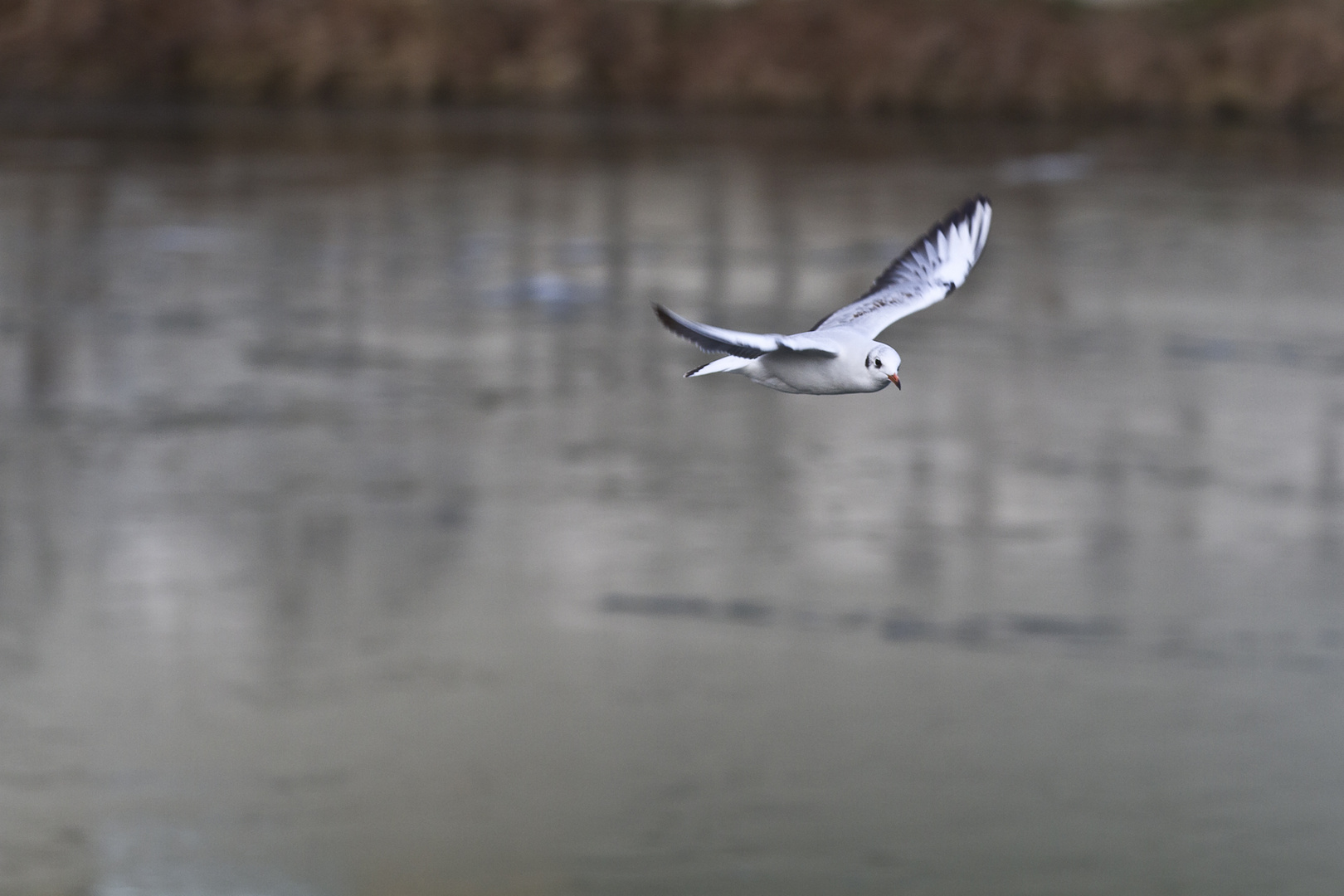 Möwe im Flug