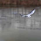 Möwe im Flug