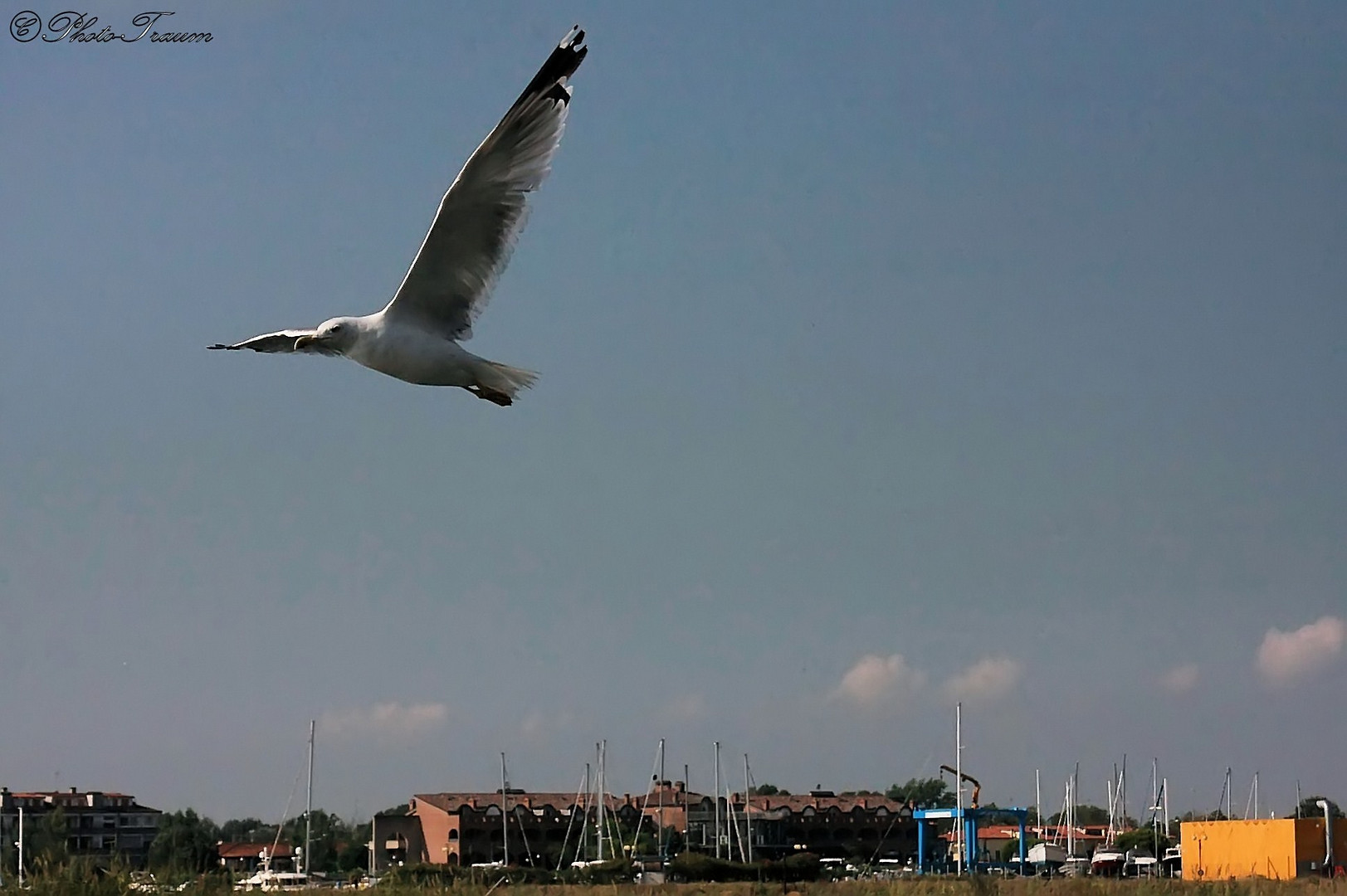 Möwe im Flug