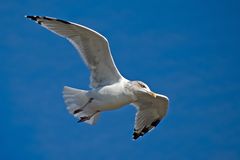 Möwe im Flug