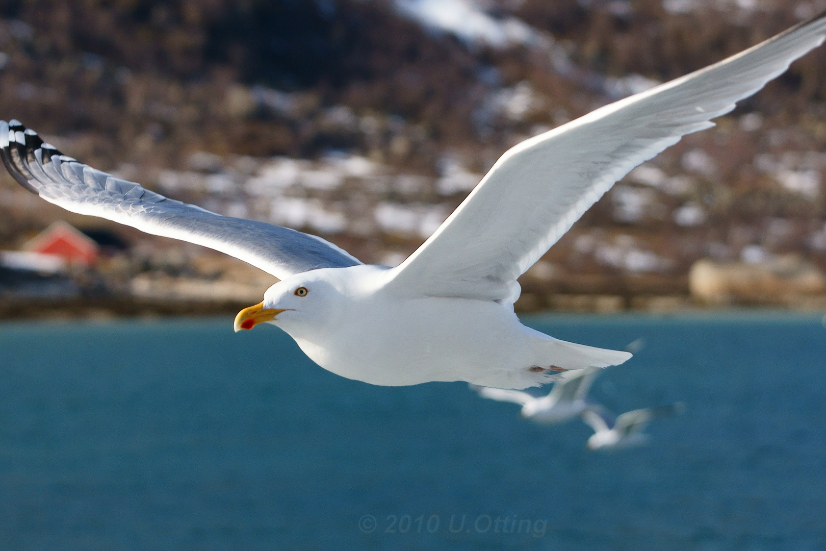 Möwe im Flug