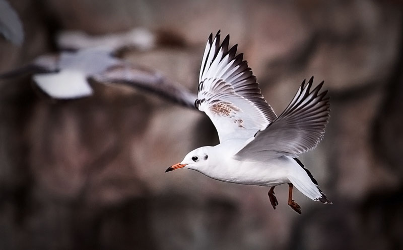 Möwe im Flug