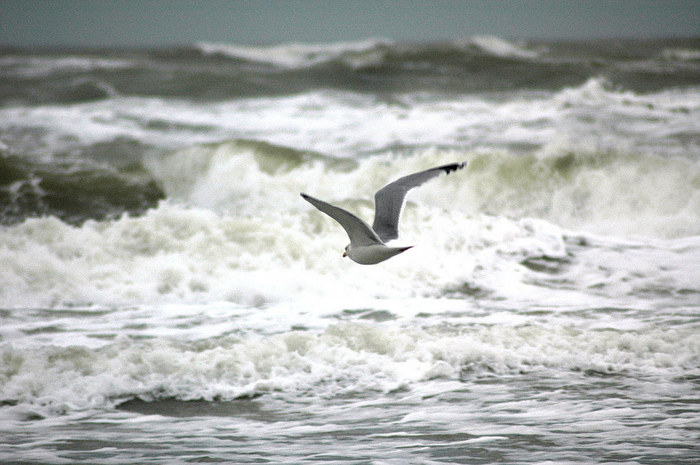 Möwe im Flug